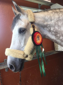 Cooley On Show, "Louie", showing off his 4* ribbon!